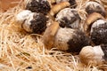 Fresh raw whole white boletus tasty edible mushrooms close up