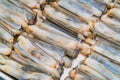 Fresh razor shell on ice at the seafood booth Royalty Free Stock Photo