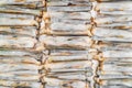 Fresh razor shell on ice at the seafood booth Royalty Free Stock Photo
