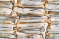 Fresh razor shell on ice at the seafood booth Royalty Free Stock Photo
