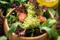 Fresh ready to eat salad with olive oil Royalty Free Stock Photo