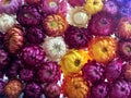 Fresh real Strawflower like paper flower front view in the bouquet.