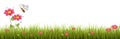 Fresh realistic green grass with red flowers - vector illustration Royalty Free Stock Photo