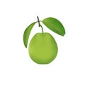 Fresh realistic guava vector image with green leaf. 3d realistic vector image of guava in isolated white background
