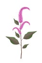 Fresh Red Amaranth on A White Background