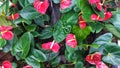 Fresh Red Anthurium Flowers at the botany Royalty Free Stock Photo