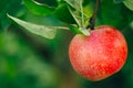 Fresh Red Apple On Apple Tree Branch Royalty Free Stock Photo