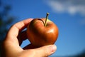 Fresh red apple in hand with blue sky in background