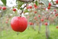 Fresh red apple hanging on the tree in garden Royalty Free Stock Photo