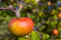 Fresh Red Apple on Tree Royalty Free Stock Photo