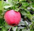 Fresh red apple on a tree Royalty Free Stock Photo