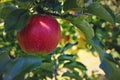 Fresh red apple on the tree Royalty Free Stock Photo