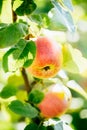 Fresh Red Apples On Apple Tree Branch Royalty Free Stock Photo