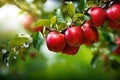 Red apples on apple tree branch Royalty Free Stock Photo