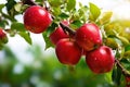 Red apples on apple tree branch Royalty Free Stock Photo