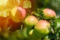 Fresh red apples on branch of tree grows on the sun. Rural and nature concept