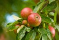 Fresh red apples growing on a farm on a green fruit tree during the autumn season. Healthy and organic crops ready for Royalty Free Stock Photo