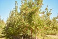 Fresh red apples growing in season on trees for harvest on a field of a sustainable orchard or farm outside on sunny day Royalty Free Stock Photo