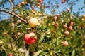Fresh red apples hanging on branches of apple-tree in summer orchard. Royalty Free Stock Photo