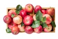 Fresh red apples with leaves in a wooden box Royalty Free Stock Photo