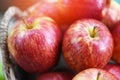 Fresh Red Apples Orchard - harvest apple in the basket collect fruit garden Royalty Free Stock Photo