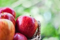 Fresh Red Apples Orchard - harvest apple in the basket collect fruit garden nature green background Royalty Free Stock Photo