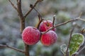 Fresh red apples on tree in the first frost, close up. Red apples with hoarfrost after the first morning frost Royalty Free Stock Photo