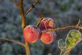 Fresh red apples on tree in the first frost, close up. Red apples with hoarfrost after the first morning frost Royalty Free Stock Photo