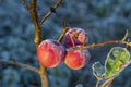 Fresh red apples on tree in the first frost. Red apples with hoarfrost after the first morning frost Royalty Free Stock Photo