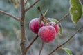 Fresh red apples on tree in the first frost. Red apples with hoarfrost after the first morning frost Royalty Free Stock Photo