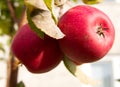 Fresh red apples (variety: Elstar) growing on the tree Royalty Free Stock Photo