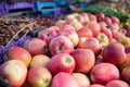 Fresh red apples and vegetables in an outdoor market Royalty Free Stock Photo