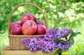 Fresh red apples in a wicker basket in the garden. Picnic on the grass. Ripe apples and spring flowers. Butterfly machaon on a flo Royalty Free Stock Photo