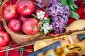 Fresh red apples in a wicker basket in the garden. Picnic on the grass. Ripe apples and violin. Plaid on the grass, apples, violin Royalty Free Stock Photo