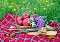 Fresh red apples in a wicker basket in the garden. Picnic on the grass. Ripe apples and violin. Plaid on the grass, apples, violin Royalty Free Stock Photo