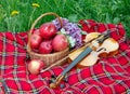 Fresh red apples in a wicker basket in the garden. Picnic on the grass. Ripe apples and violin. Plaid on the grass, apples, violin