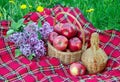 Fresh red apples in a wicker basket in the garden. Picnic on the grass. Ripe apples and a bottle of wine. Plaid on the grass, appl Royalty Free Stock Photo