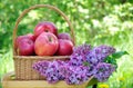 Fresh red apples in a wicker basket in the garden. Picnic on the grass. Ripe apples and spring flowers. Royalty Free Stock Photo