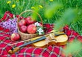 Fresh red apples in a wicker basket in the garden. Picnic on the grass. Ripe apples and violin. Plaid on the grass, apples, violin Royalty Free Stock Photo