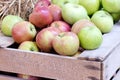 Fresh red apples in a wooden box and crate, agriculture concept Royalty Free Stock Photo