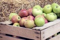 Fresh red apples in a wooden crate Royalty Free Stock Photo