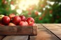 Fresh red apples in wooden crate on table and blurred apple farm on the background, mockup product display wooden board. Royalty Free Stock Photo