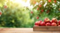 Fresh red apples in wooden crate on table and blurred apple farm on the background, mockup product display wooden board. Royalty Free Stock Photo