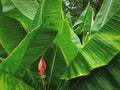 Banana Blossom on Green Banana Leaves Background Royalty Free Stock Photo