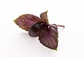 Fresh red Basil leaf with water drops and reflection isolated on a white background Royalty Free Stock Photo