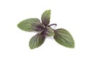 Fresh red basil leaves Royalty Free Stock Photo