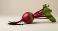 Fresh Red Beetroot with Dark Soil on Beige Background Royalty Free Stock Photo