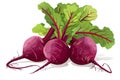 Fresh red beetroot in flat style isolated on white background. Organic healty beetroot vegetable farmer product.