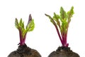 Fresh red beetroot young sprouts and leaves, front view. Beetroot leaves isolated on white background. Winter vitamins for vegetar Royalty Free Stock Photo