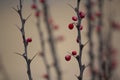 Fresh red berries on brown twig with big sharp thorns. Curved branch of barberry closeup on blurry green background Royalty Free Stock Photo